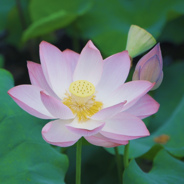 来文庙赴一场浪漫的约会吧