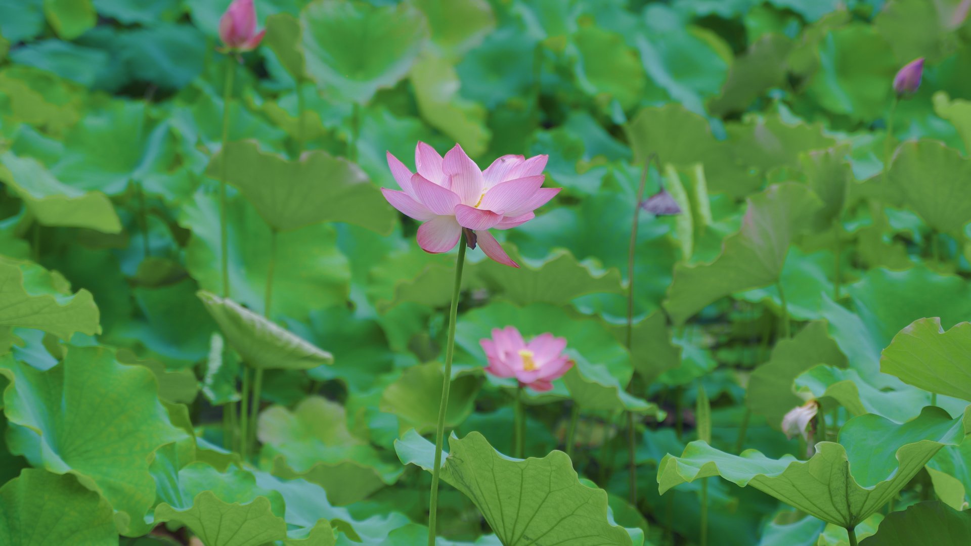 来文庙赴一场浪漫的约会吧(图3) 来文庙赴一场浪漫的约会吧(图3)