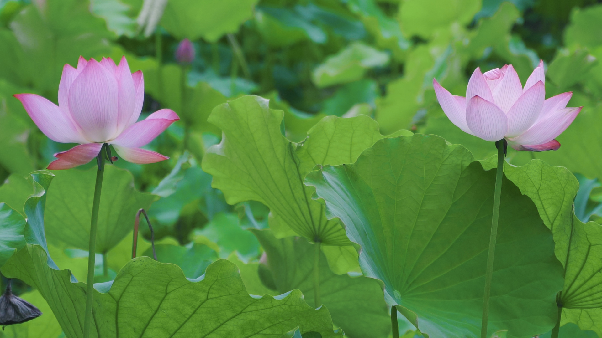 来文庙赴一场浪漫的约会吧(图8) 来文庙赴一场浪漫的约会吧(图8)