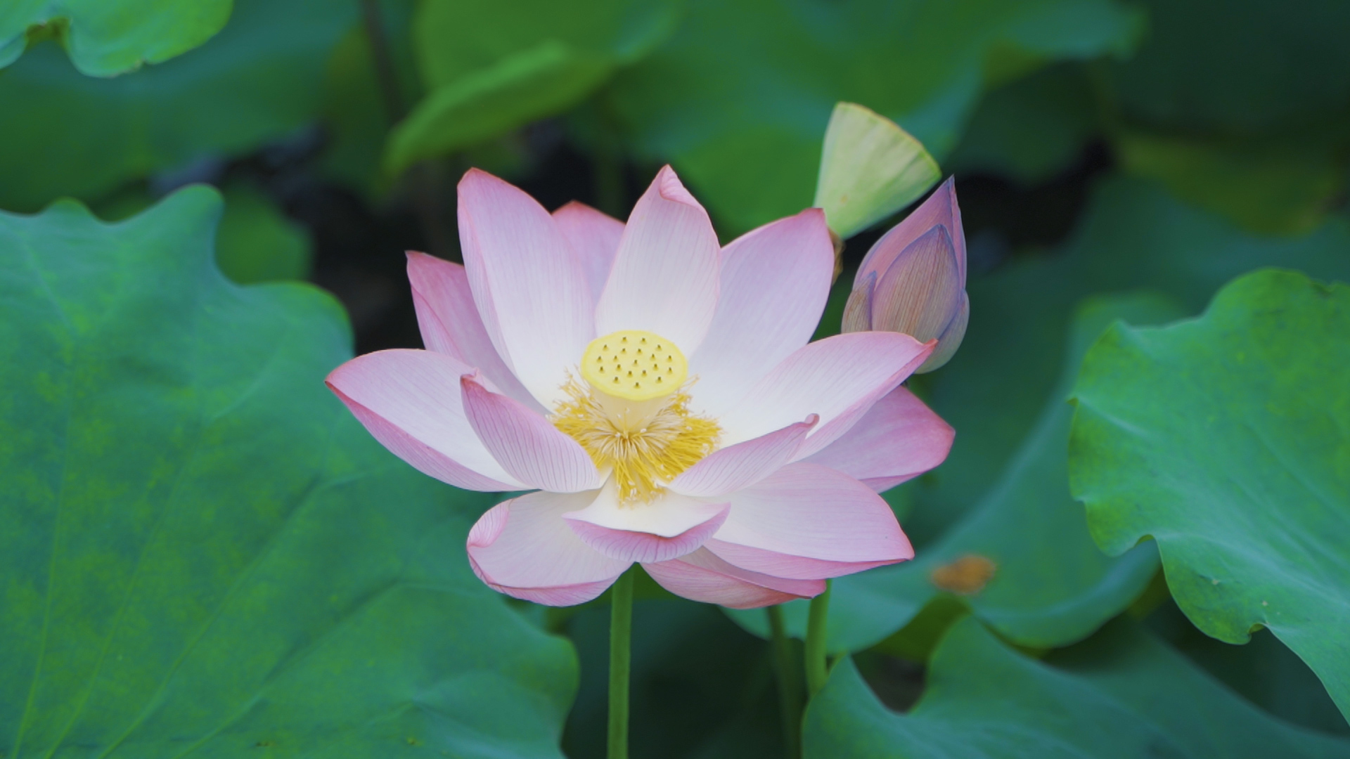 来文庙赴一场浪漫的约会吧(图7) 来文庙赴一场浪漫的约会吧(图7)