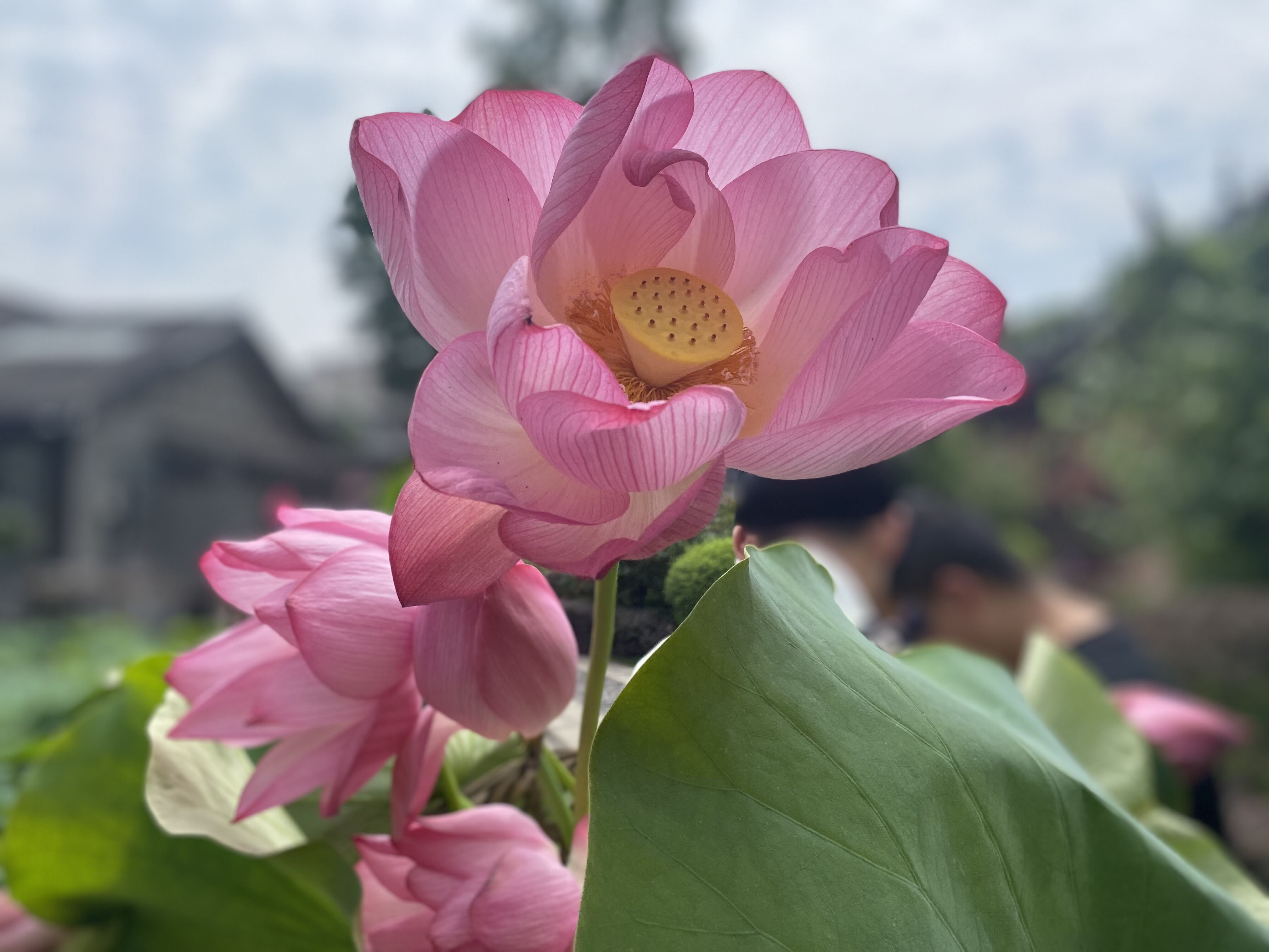 来文庙赴一场浪漫的约会吧(图10) 来文庙赴一场浪漫的约会吧(图10)