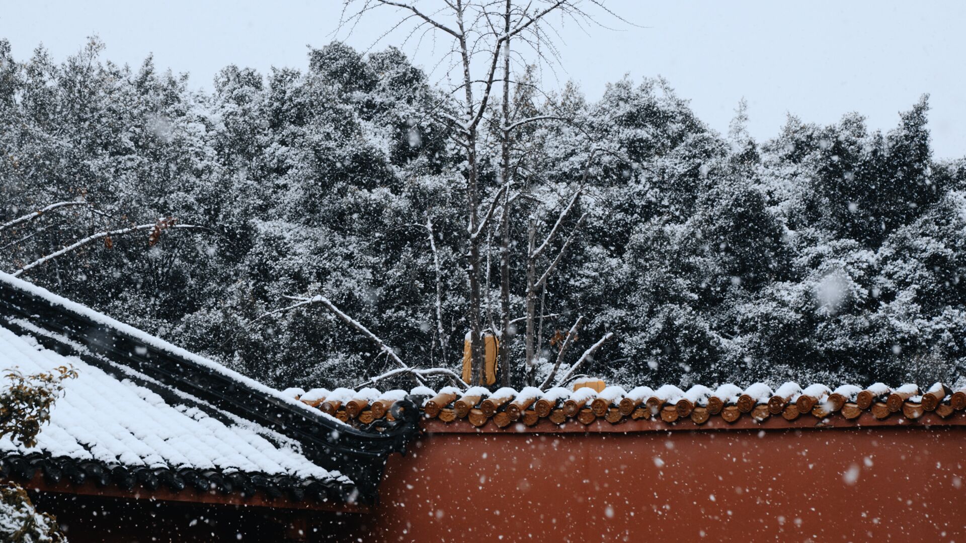 美哭了！德阳文庙的雪(图6)