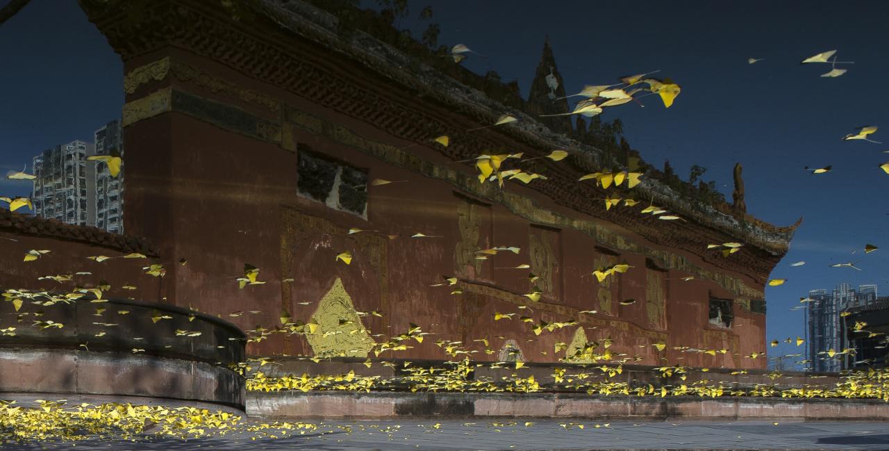 “校博联动·与你共午”首期活动圆满落幕——解锁身心文化双重治愈新体验 (图8) “校博联动·与你共午”首期活动圆满落幕——解锁身心文化双重治愈新体验 (图8)